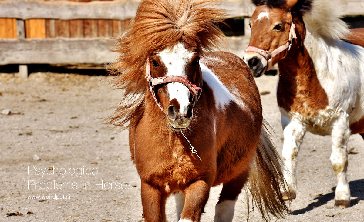 Psychological-Problems-in-Horses-1
