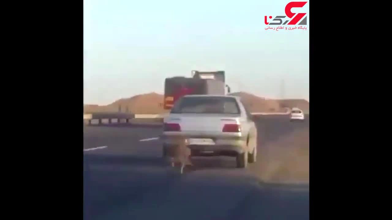 راننده پژو سگ آزار در زنجان دستگیر شد فیلم بکسل سگ توسط پژو 405