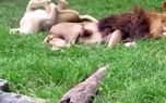 دلبری ماده شیر برای شیر نر + فیلم دلبری ماده شیر برای شیر نر + فیلم