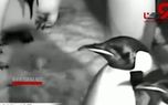 تلاش‌های بامزه پنگوئن‌ امپراطور برای نجات یک تخم + فیلم 
