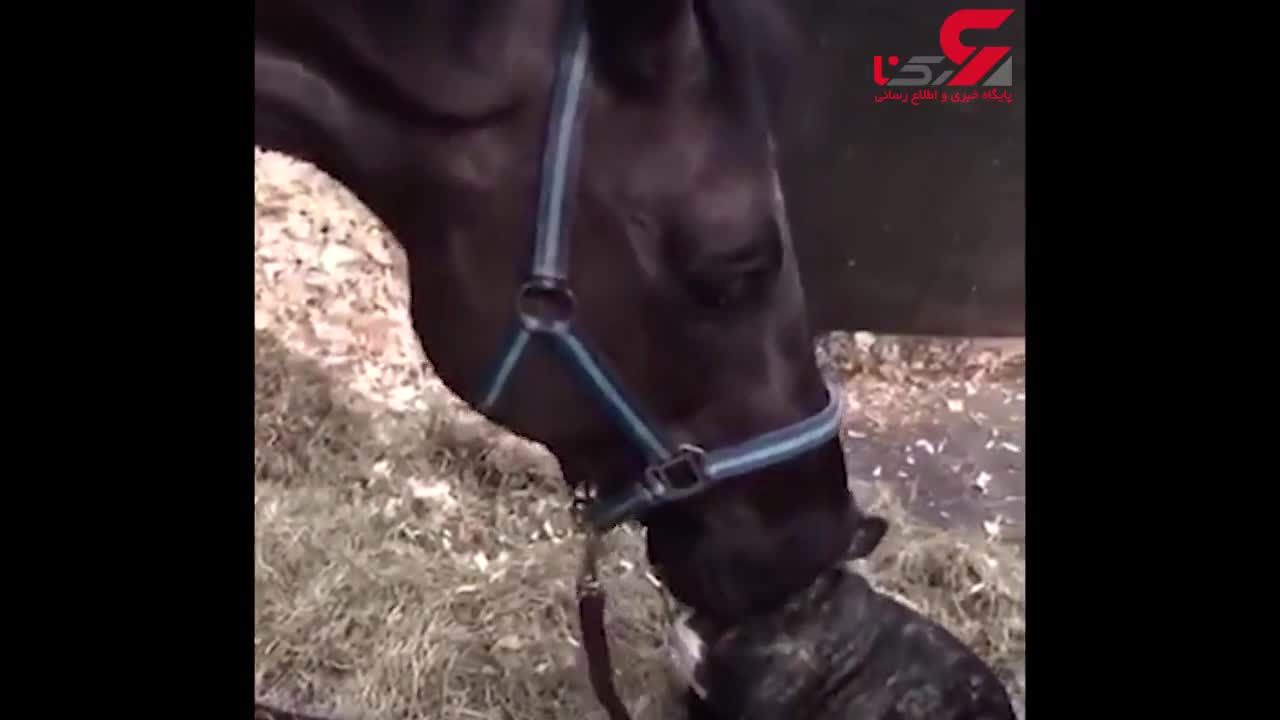 دوستی عجیب و جالب اسب با یک سگ فیلم